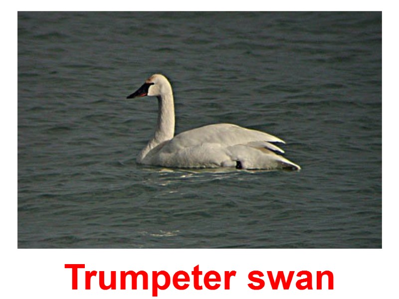 Trumpeter swan